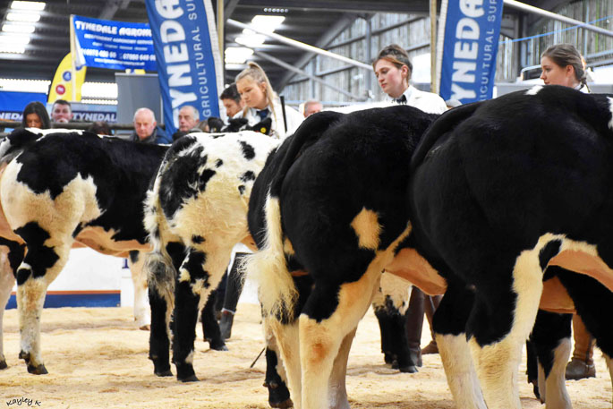 Border British Blue Club Open Calf Show